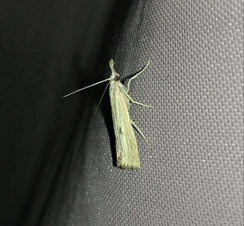 Agriphila inquinatella 