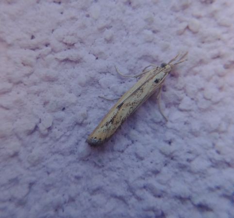 Agriphila inquinatella 