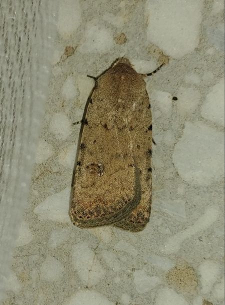 Caradrina clavipalpis 