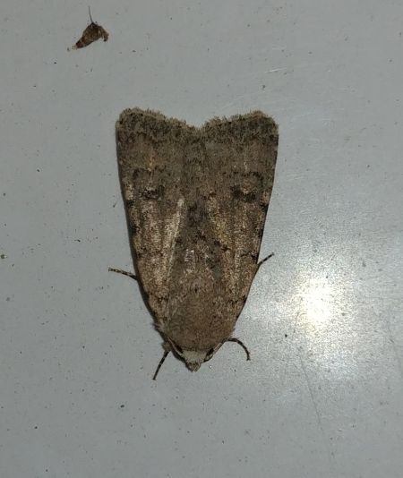Caradrina clavipalpis 