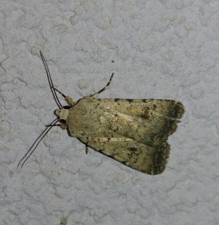 Caradrina clavipalpis 