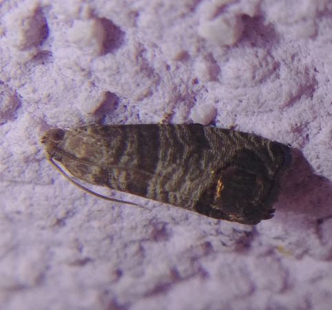 Cydia pomonella 