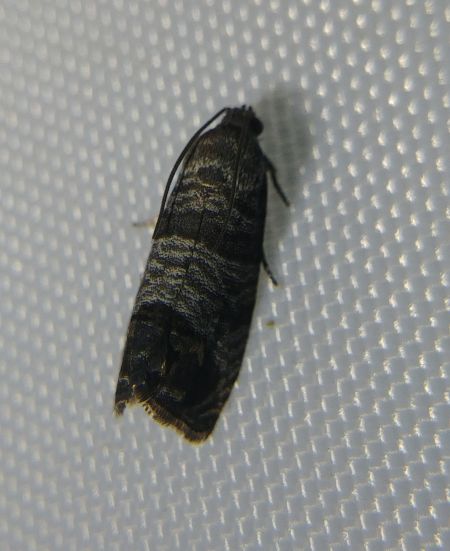 Cydia pomonella 