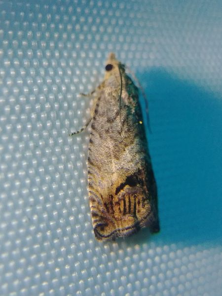 Cydia splendana 