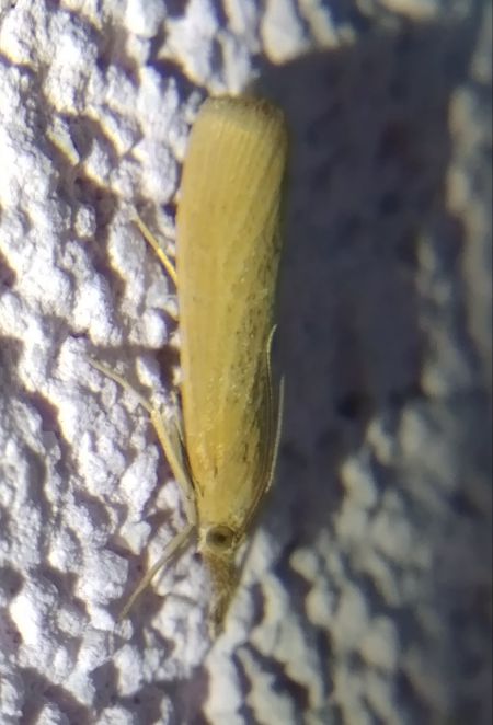 Pediasia luteella 