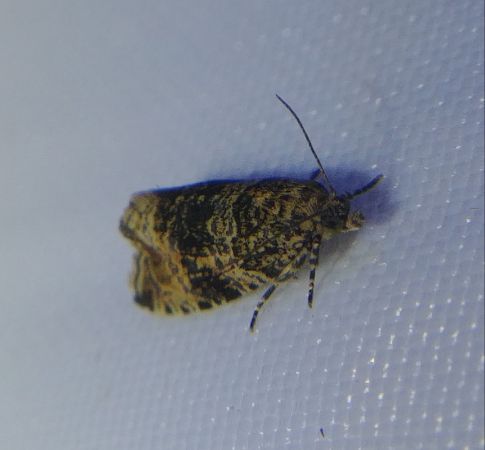 Celypha lacunana 