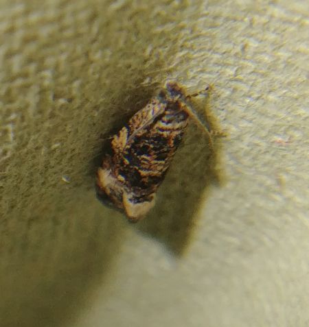 Celypha lacunana 