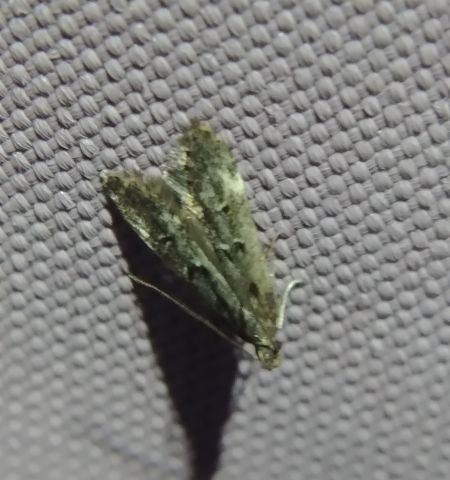 Dichomeris alacella 