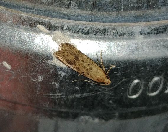 Pexicopia malvella 