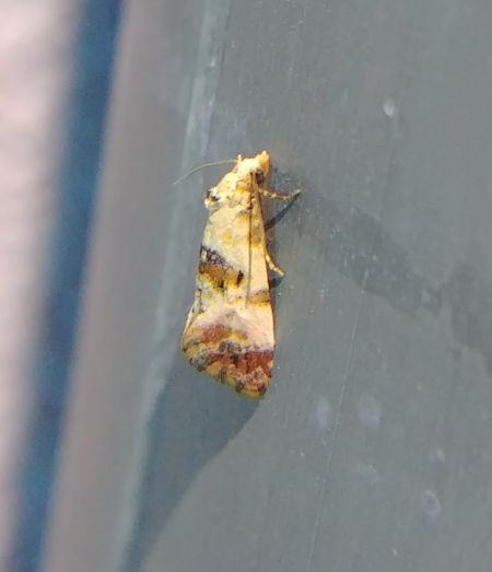 Cochylis hybridella 