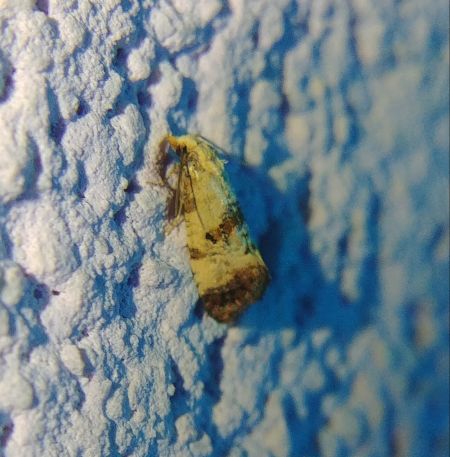 Cochylis hybridella 