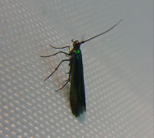 Coleophora indéterminé 