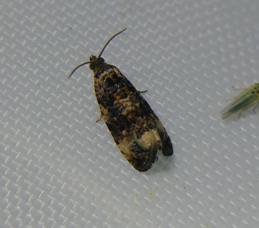 Endothenia sp. 