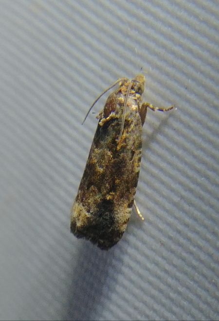 Endothenia sp. 