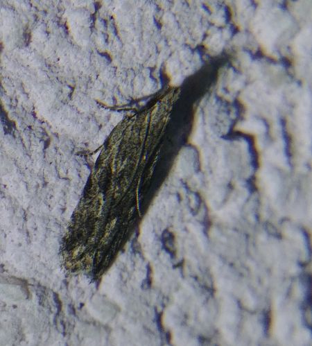 Anarsia lineatella 