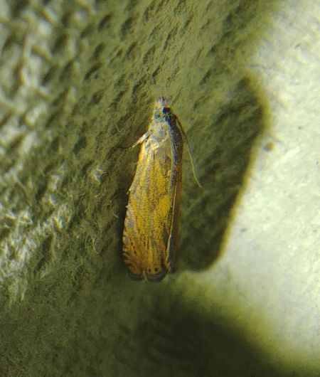 Dichrorampha indéterminé 