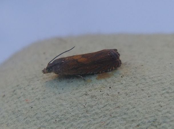 Dichrorampha indéterminé 
