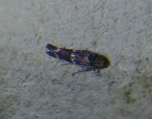 Mompha subbistrigella 