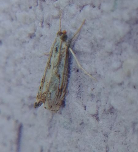 Catoptria falsella 