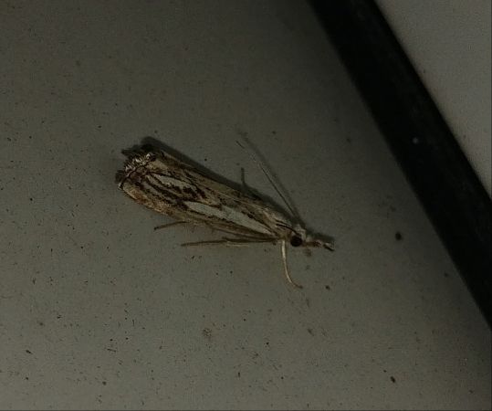 Catoptria falsella 