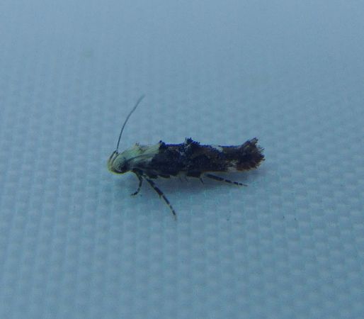 Mompha propinquella 
