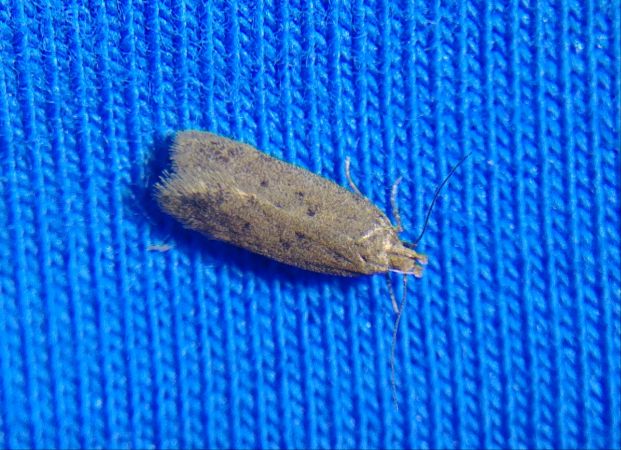 Bryotropha terrella 