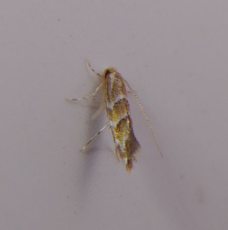Cameraria ohridella 