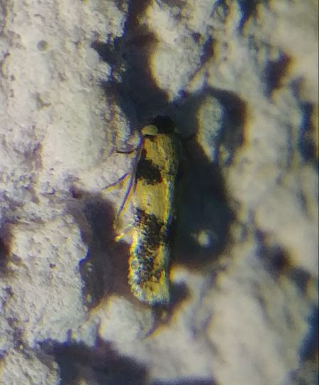Etainia decentella 