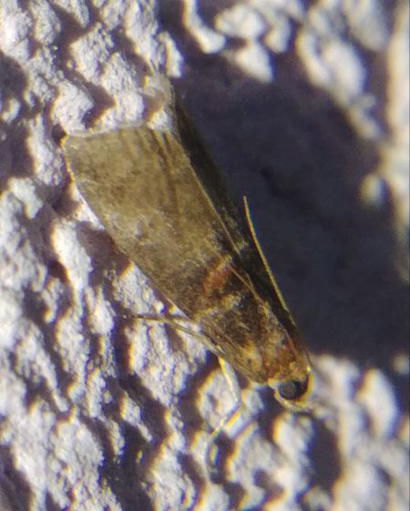Acrobasis advenella 