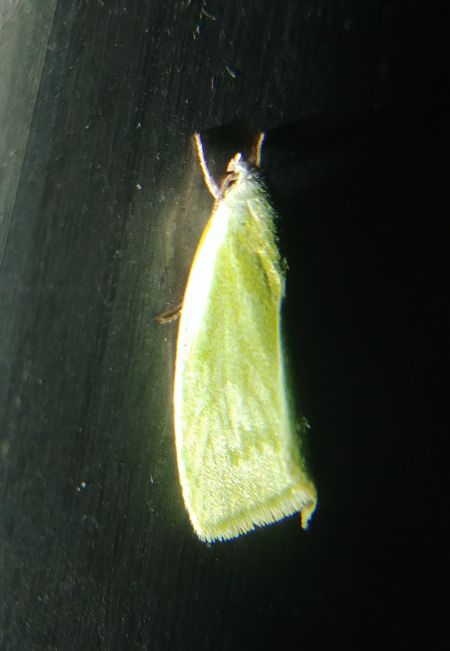 Earias clorana 