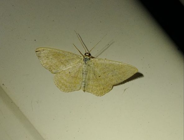 Scopula virgulata 
