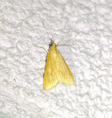 Udea ferrugalis 