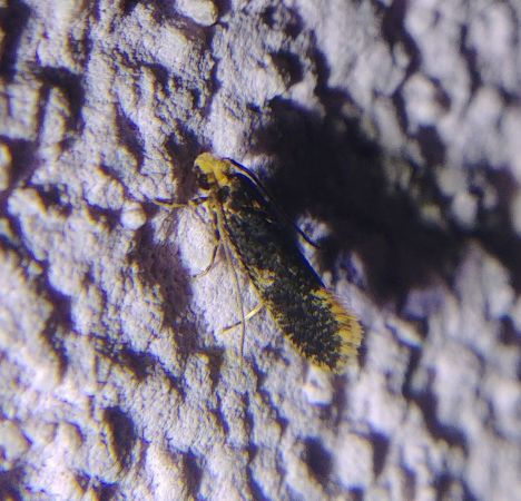 Monopis weaverella 