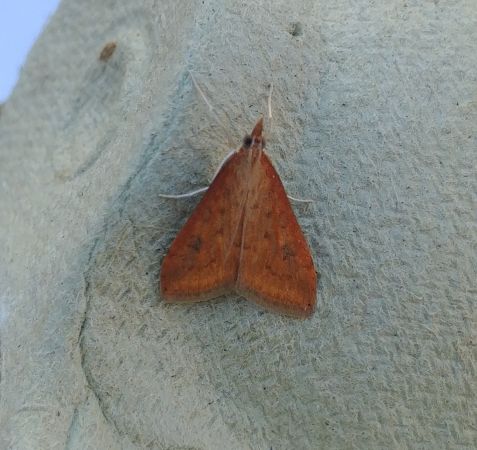 Udea ferrugalis 