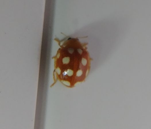 Vibidia duodecimguttata 
