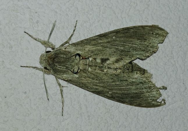 Sphinx du Liseron 