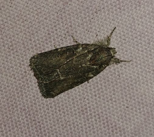 Bryophila raptricula 