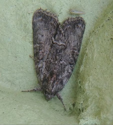 Bryophila raptricula 