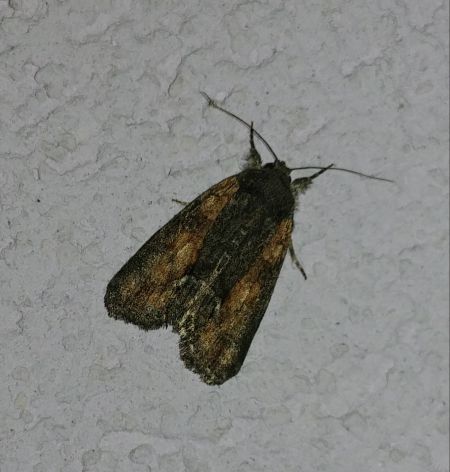 Bryophila raptricula 