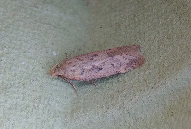 Bryotropha terrella 