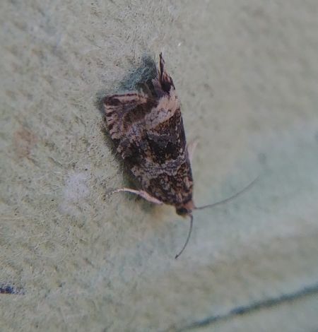Celypha lacunana 