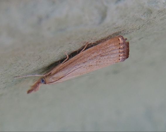 Agriphila straminella 