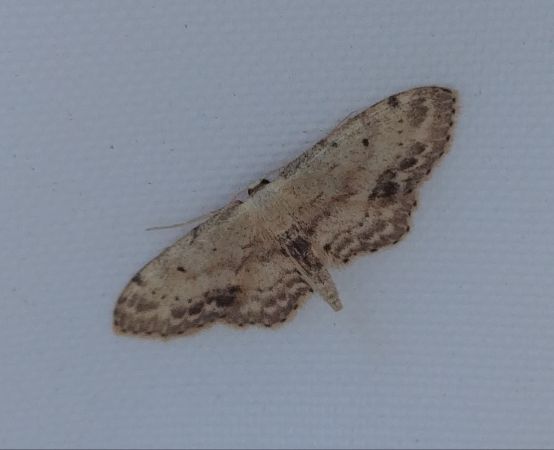 Idaea biselata 