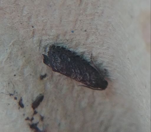 Grapholita sp. 