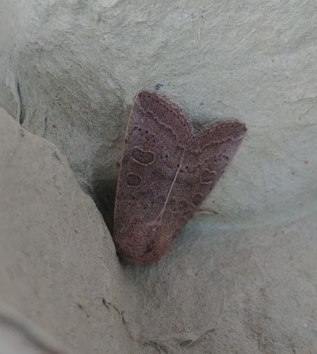 Hoplodrina indéterminé 