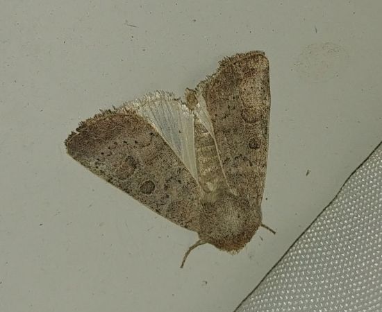 Hoplodrina indéterminé 