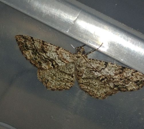 Peribatodes secundaria 