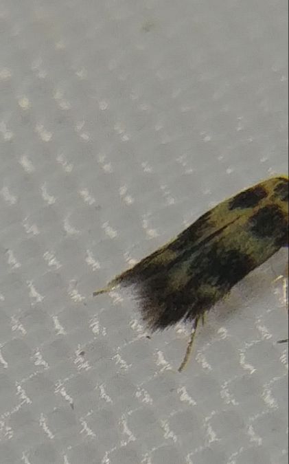 Bucculatrix thoracella 