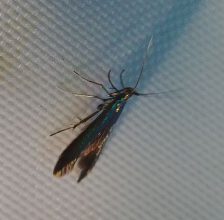 Coleophora indéterminé 