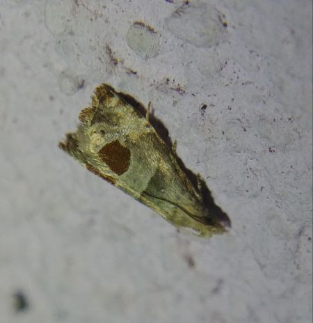 Notocelia uddmanniana 